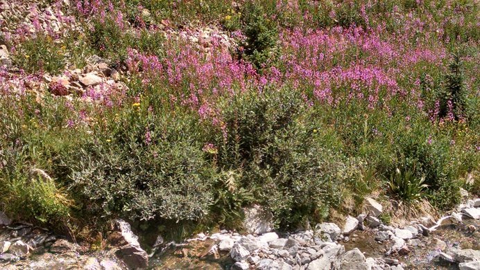 Pink wildflowers growing alongside Silver Creek