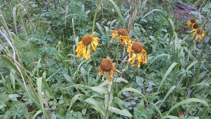 Wilted yellow wildflowers along Silver Creek