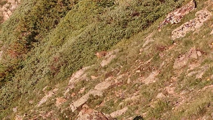 A marmot hangs out along the Devils Thumb Trail.